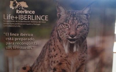 Exposición sobre el lince ibérico